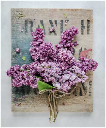 Lilacs