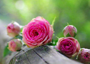 Beautiful Flower Captions that make you feel fresh