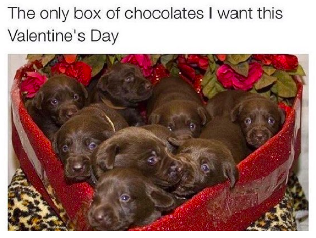 An alternative Valentine's gift idea